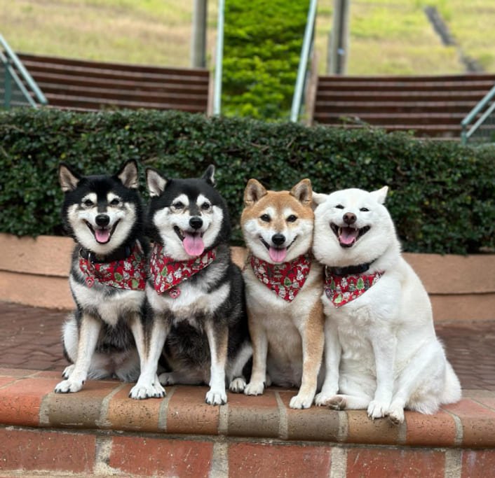 bichos-fofos-cachorros