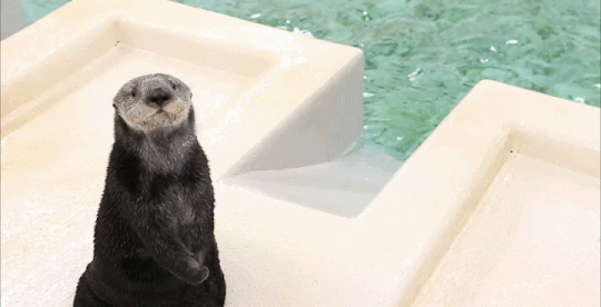 Animais fofos