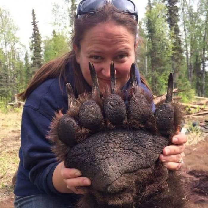 animais gigantes