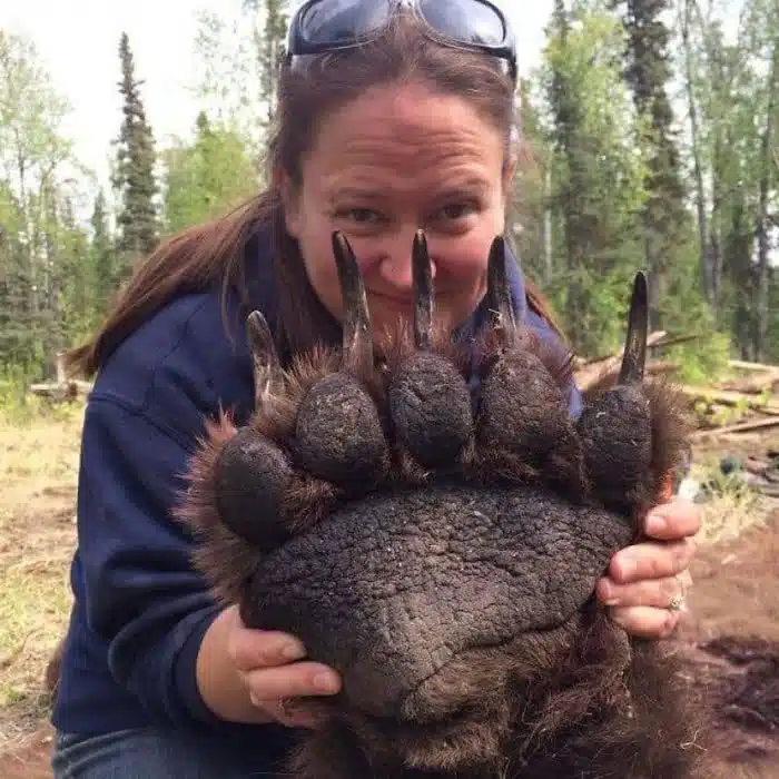 Conheça a proporção de 21 animais gigantes comparados aos seres humanos animais gigantes