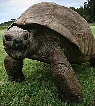 Conheça 5 dos animais mais velhos do mundo Animais mais velhos do mundo