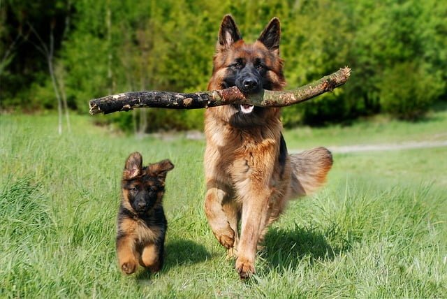 curiosidades-sobre-cachorros-ensinando-filhote