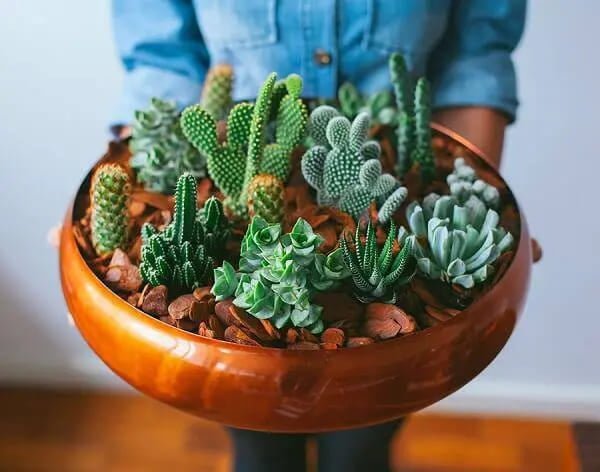 plantas-para-dentro-de-casa-cactos-e-suculentas