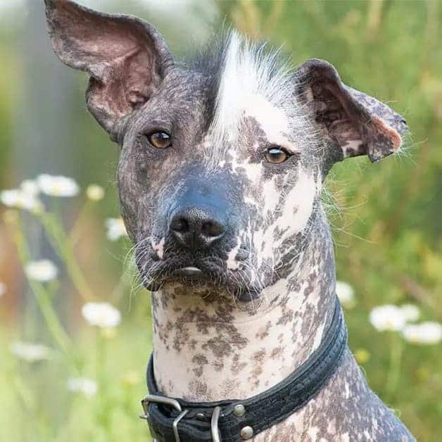 Descubra 10 raças de cachorro raras e fascinantes que você nunca viu Descubra as 10 raças de cachorro raras que você provavelmente nunca ouviu falar, mas vai adorar conhecer!