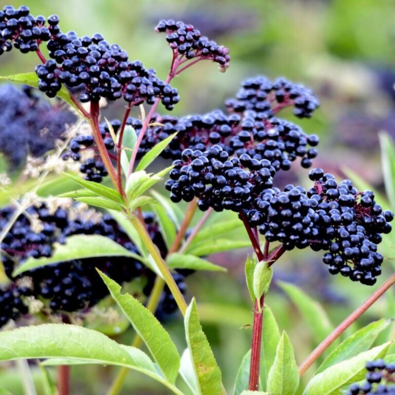 fruta-azul-elderberry-sabugueiro
