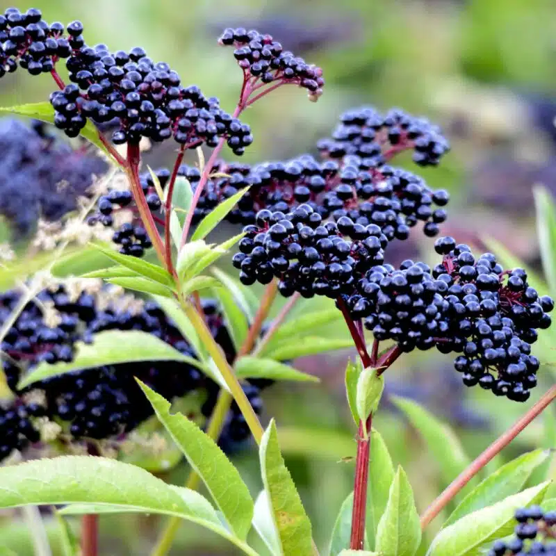 fruta-azul-elderberry-sabugueiro