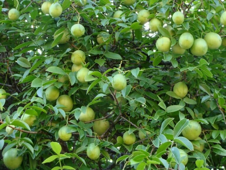 Conheça o umbu: fruta exótica do nordeste brasileiro