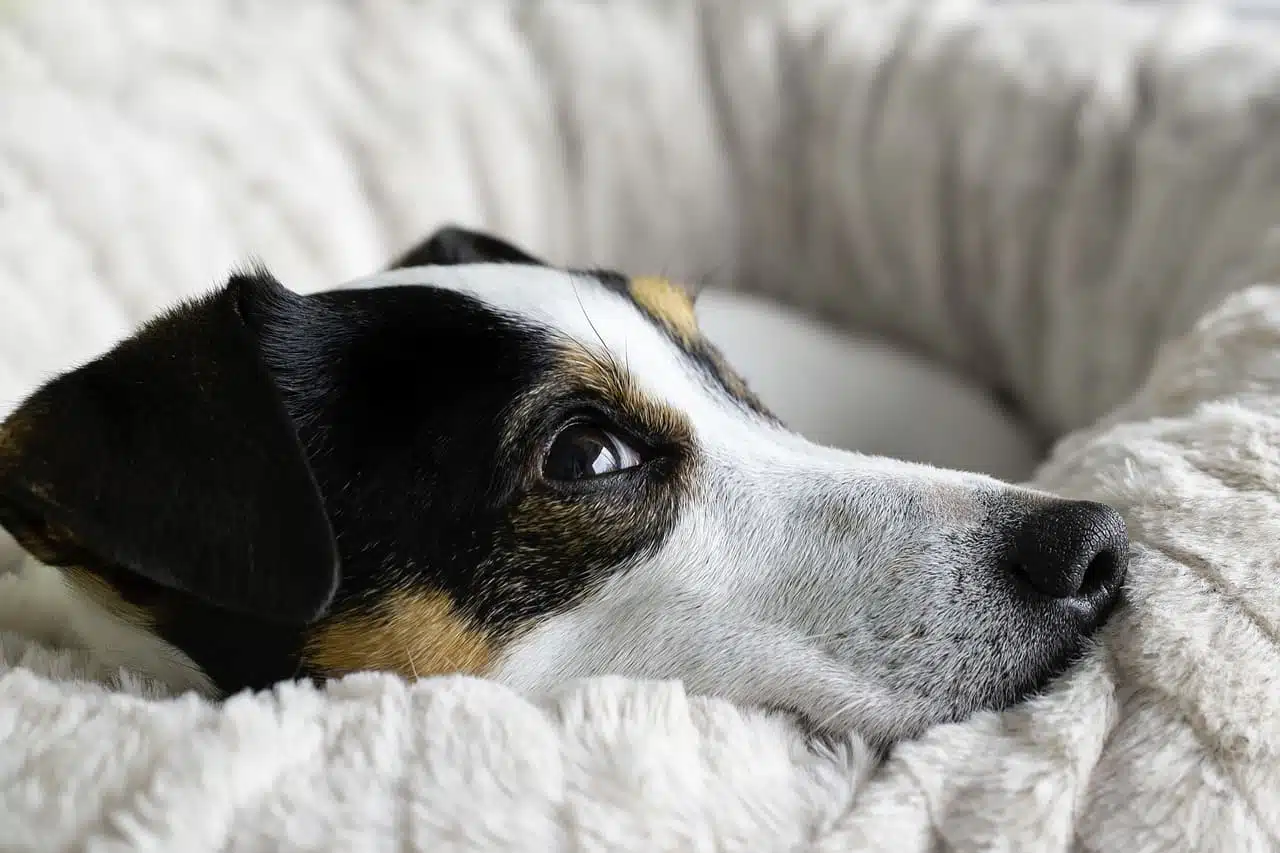 Os melhores 150 nomes para cachorro masculino nomes-para-cachorro-masculino-macho