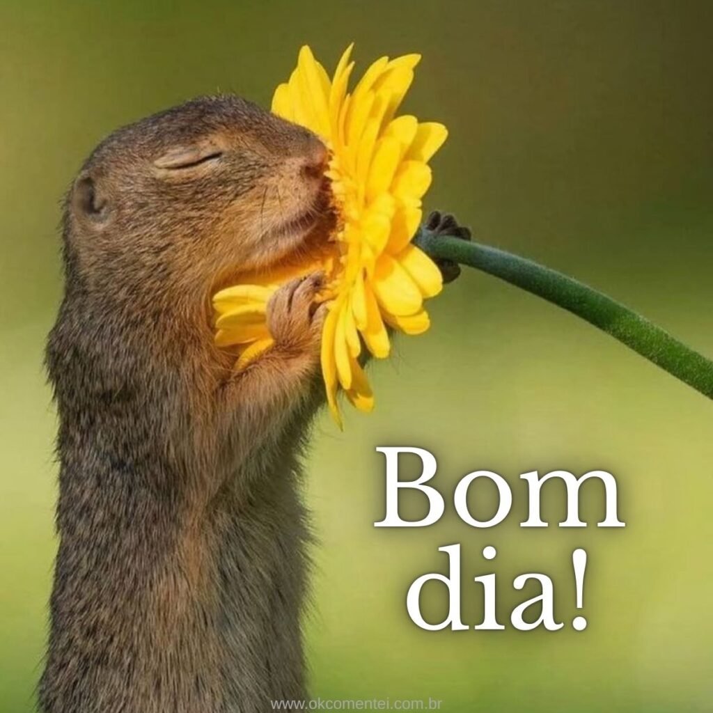Imagem de bom dia: 31 opções perfeitas para compartilhar imagem-de-bom-dia