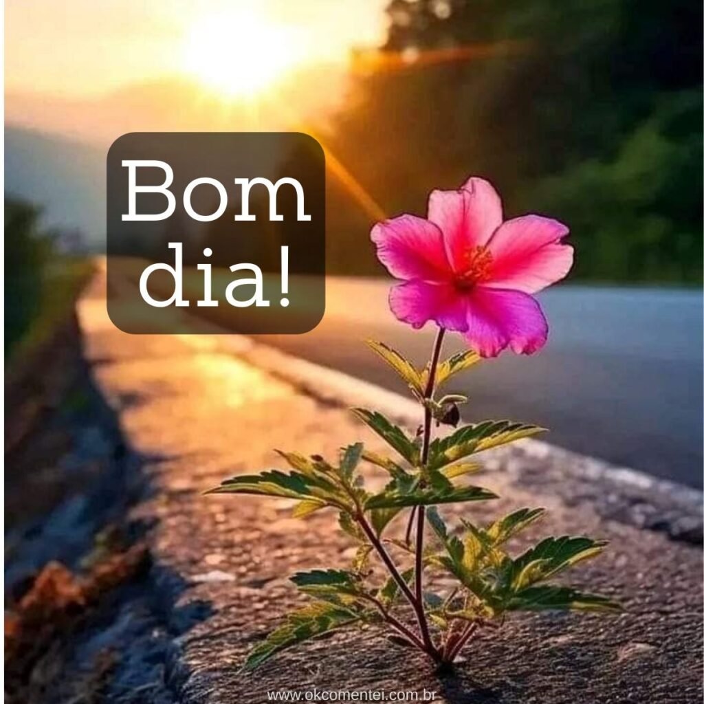 Imagem de bom dia: 31 opções perfeitas para compartilhar imagem-de-bom-dia