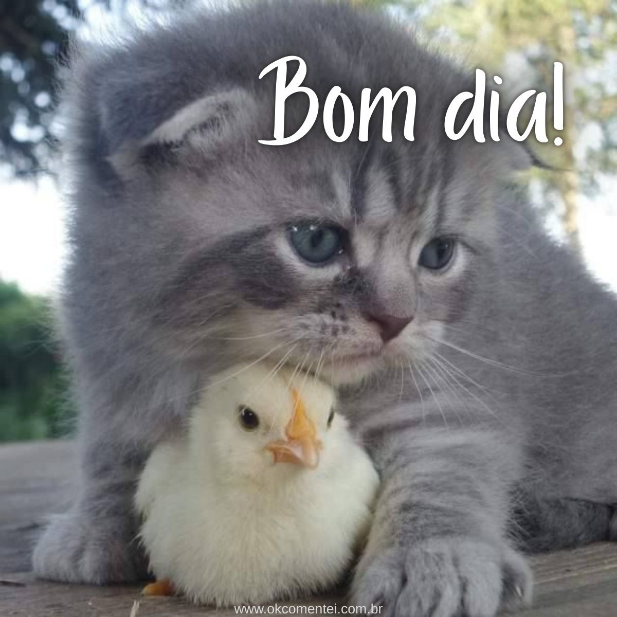 Imagem de bom dia: 31 opções perfeitas para compartilhar