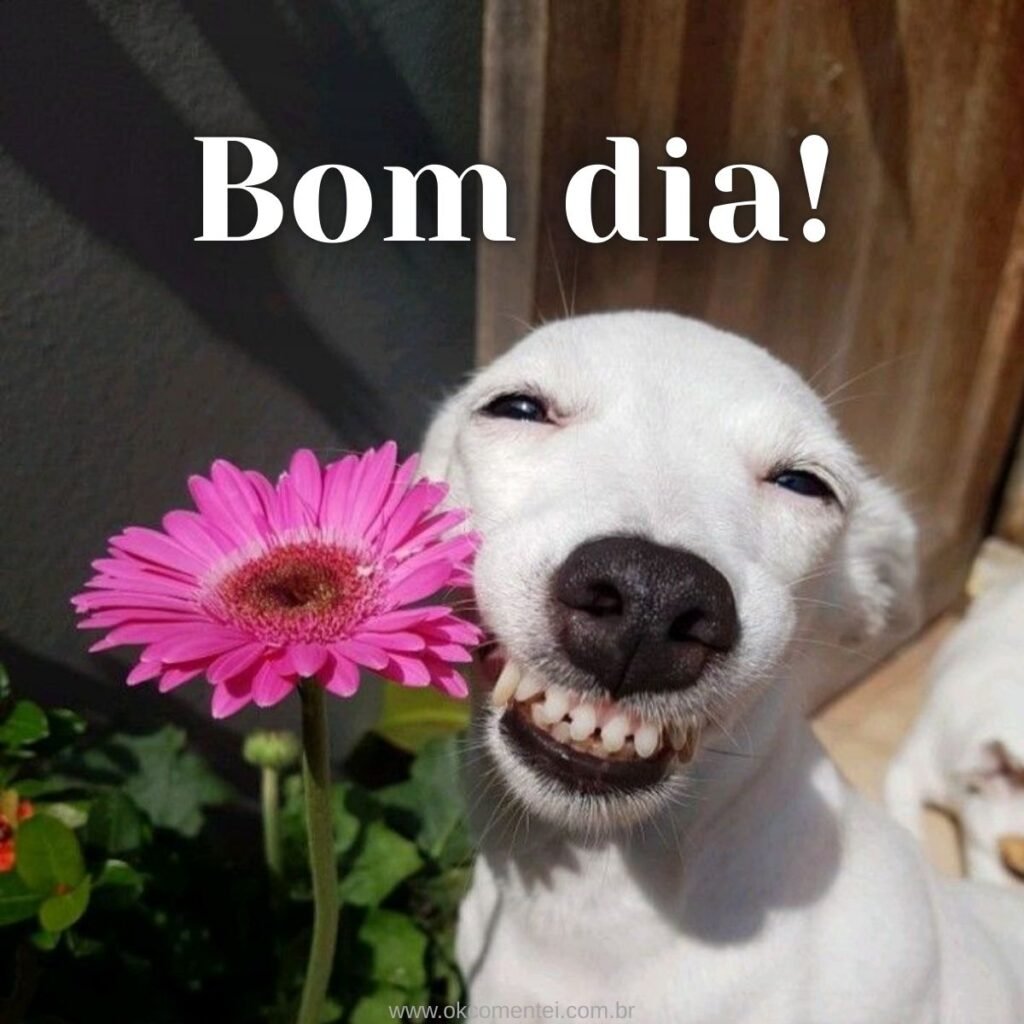 Imagem de bom dia: 31 opções perfeitas para compartilhar imagem-de-bom-dia