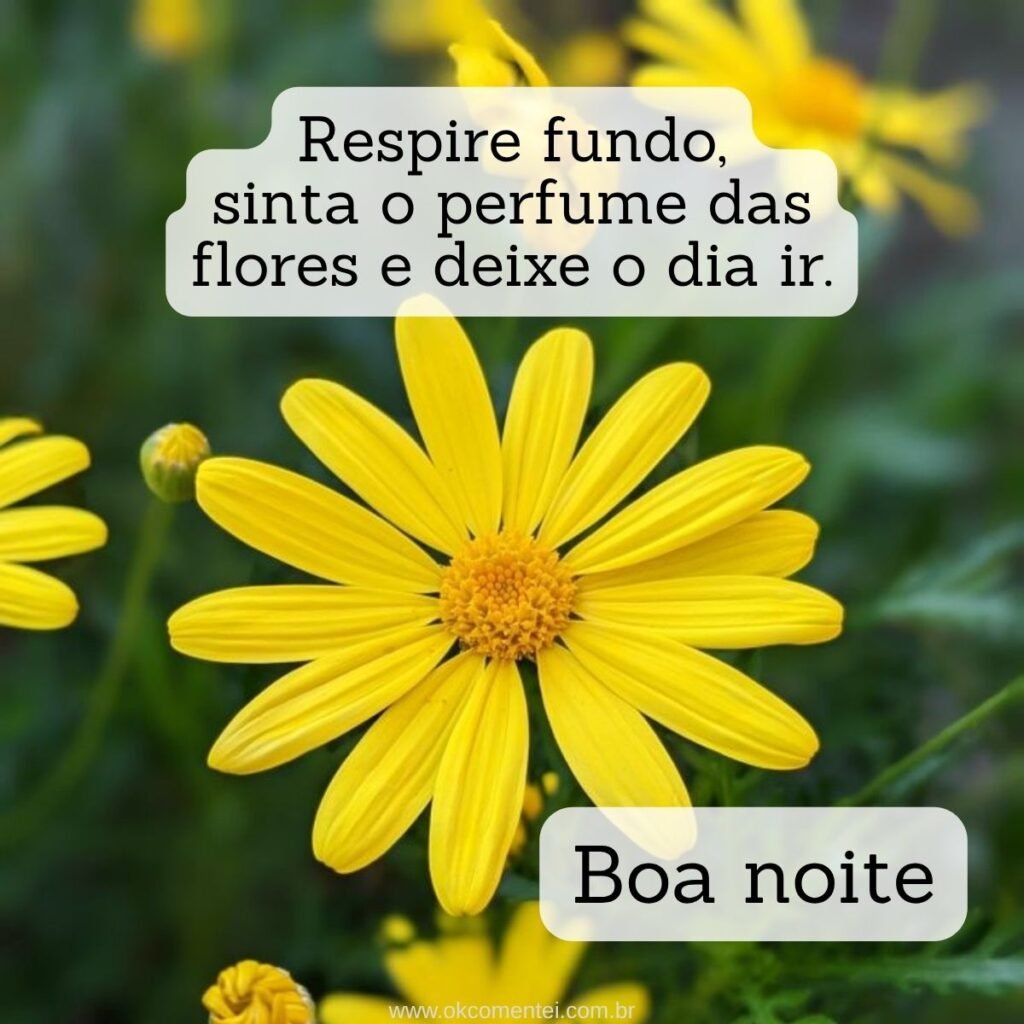 21 boa noite com flores para WhatsApp: as mais lindas mensagens boa-noite-com-flores