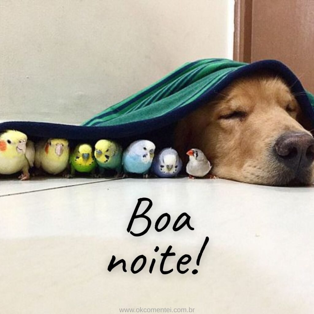 Imagem de boa noite: 31 opções perfeitas para compartilhar imagem-de-boa-noite