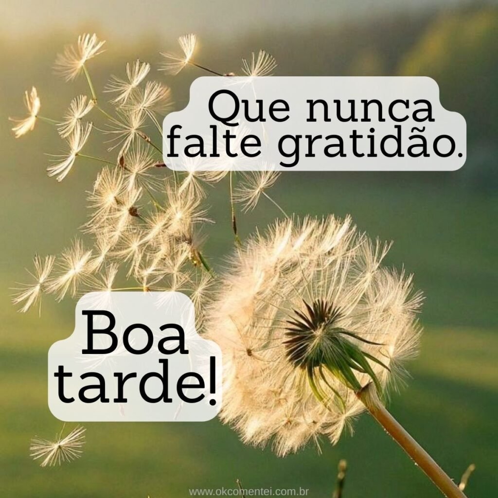 31 mensagens de boa tarde com carinho para WhatsApp mensagem-de-boa-tarde-com-carinho