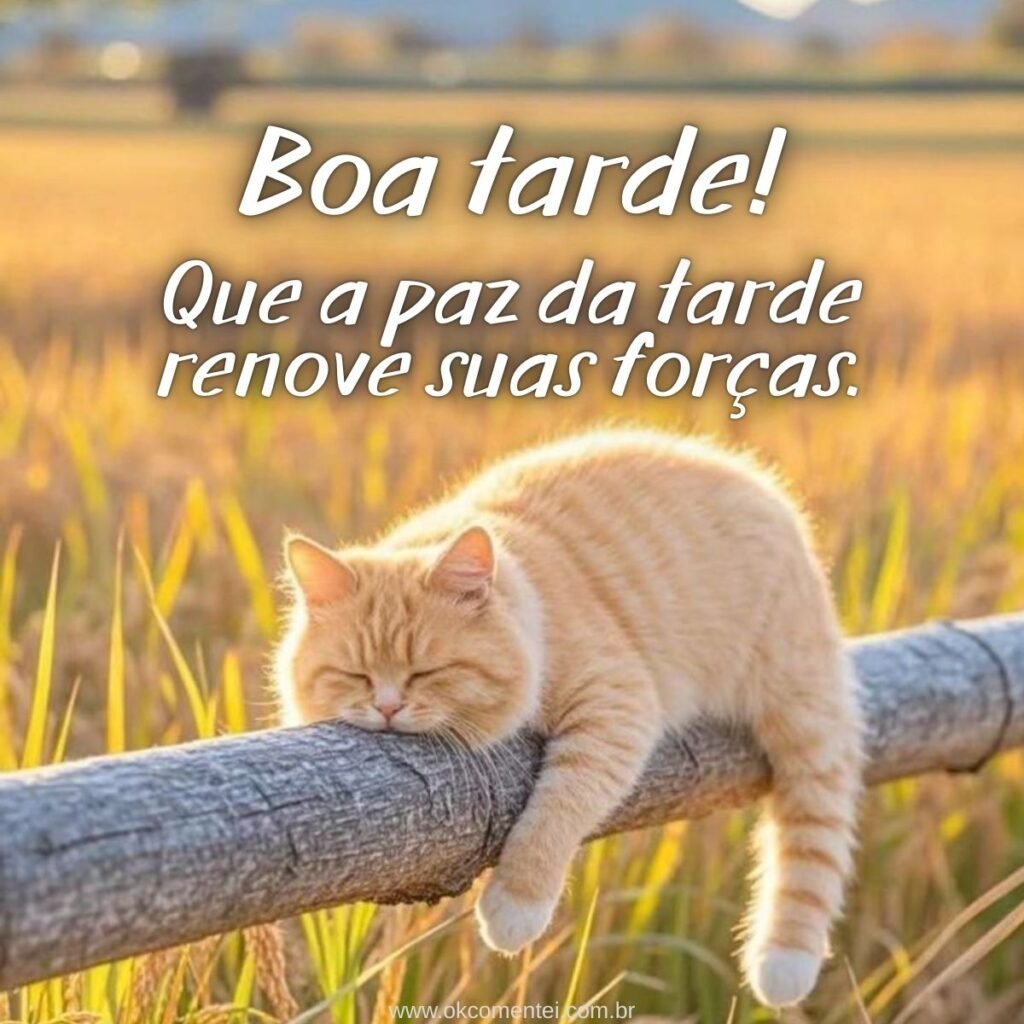 31 mensagens de boa tarde com carinho para WhatsApp mensagem-de-boa-tarde-com-carinho