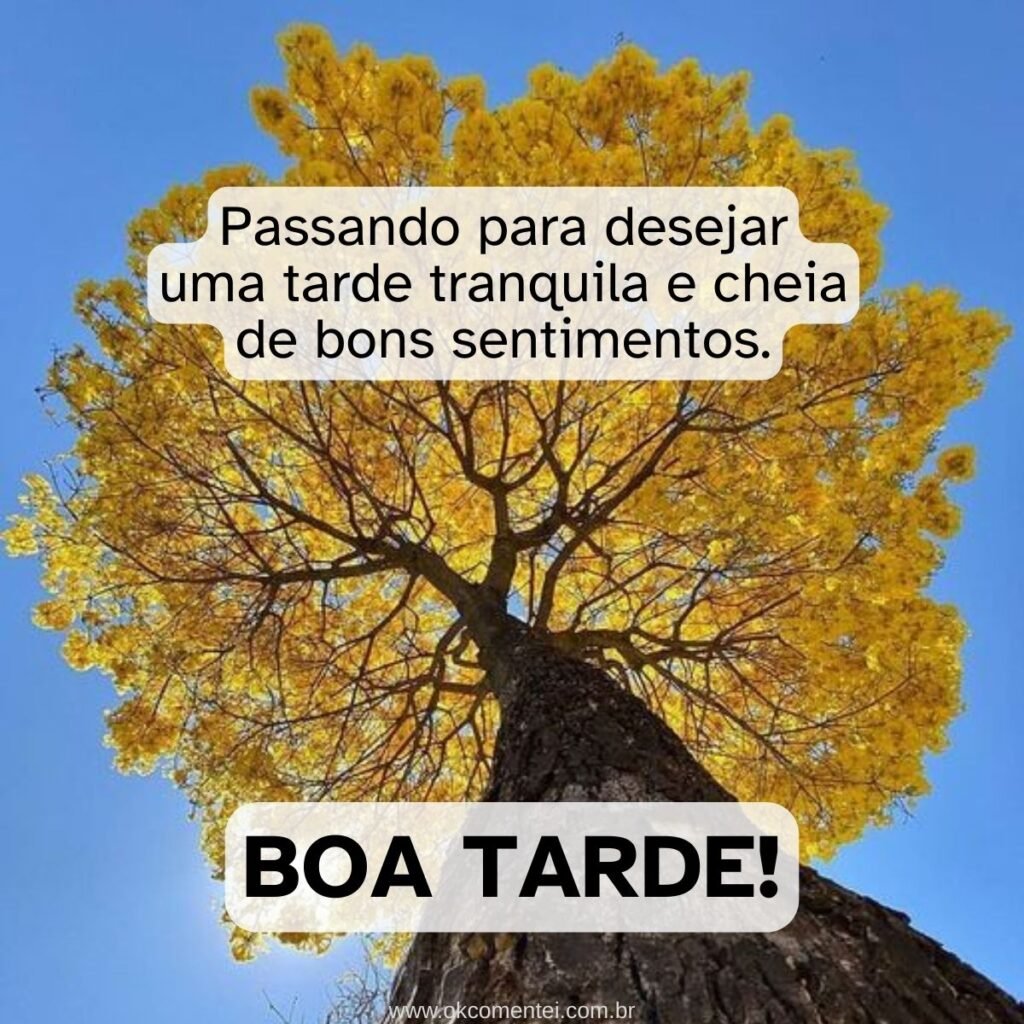 31 mensagens de boa tarde com carinho para WhatsApp mensagem-de-boa-tarde-com-carinho