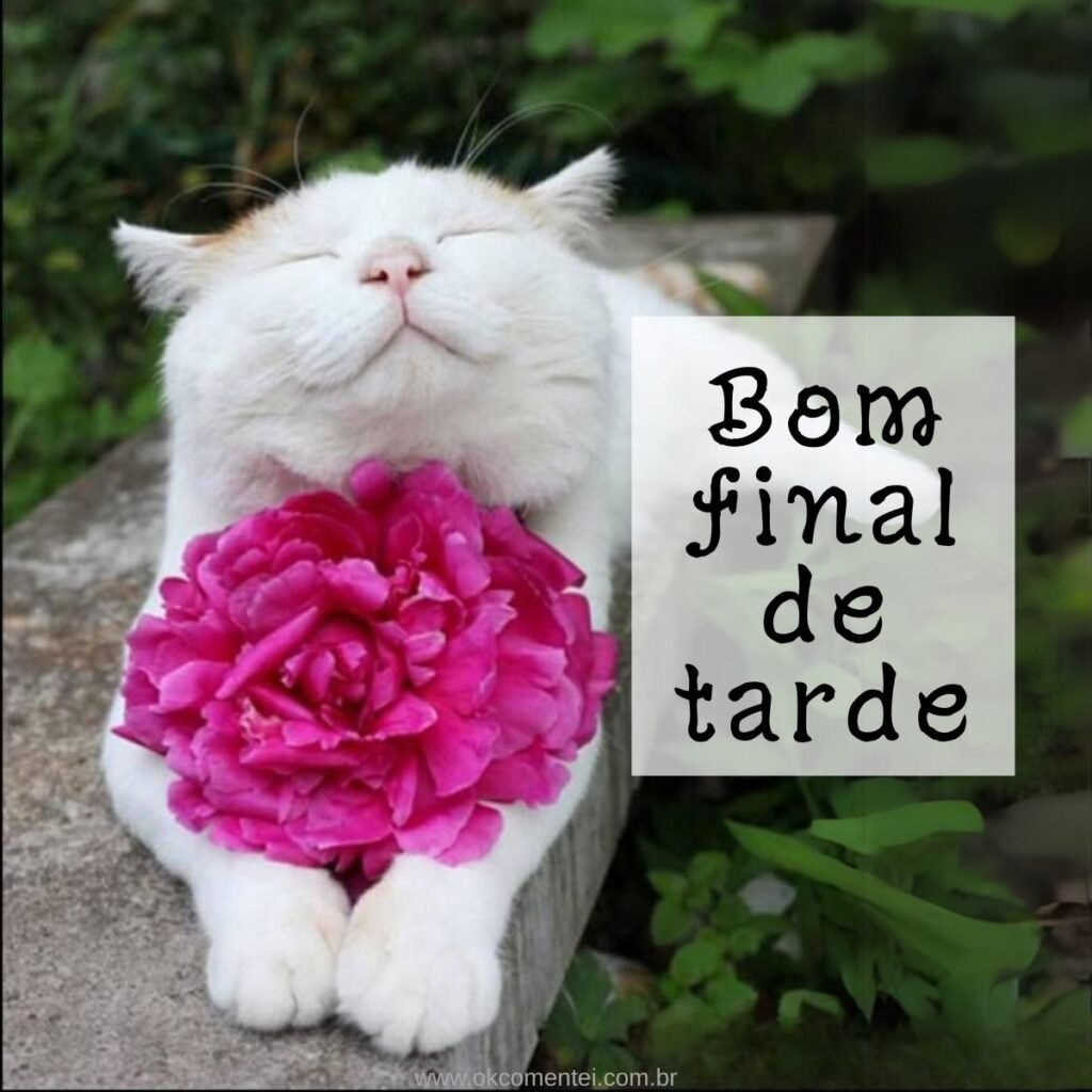 21 imagens de bom final de tarde para compartilhar no WhatsApp bom-final-de-tarde