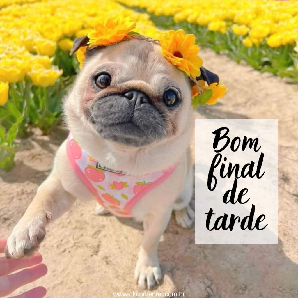 21 imagens de bom final de tarde para compartilhar no WhatsApp bom-final-de-tarde