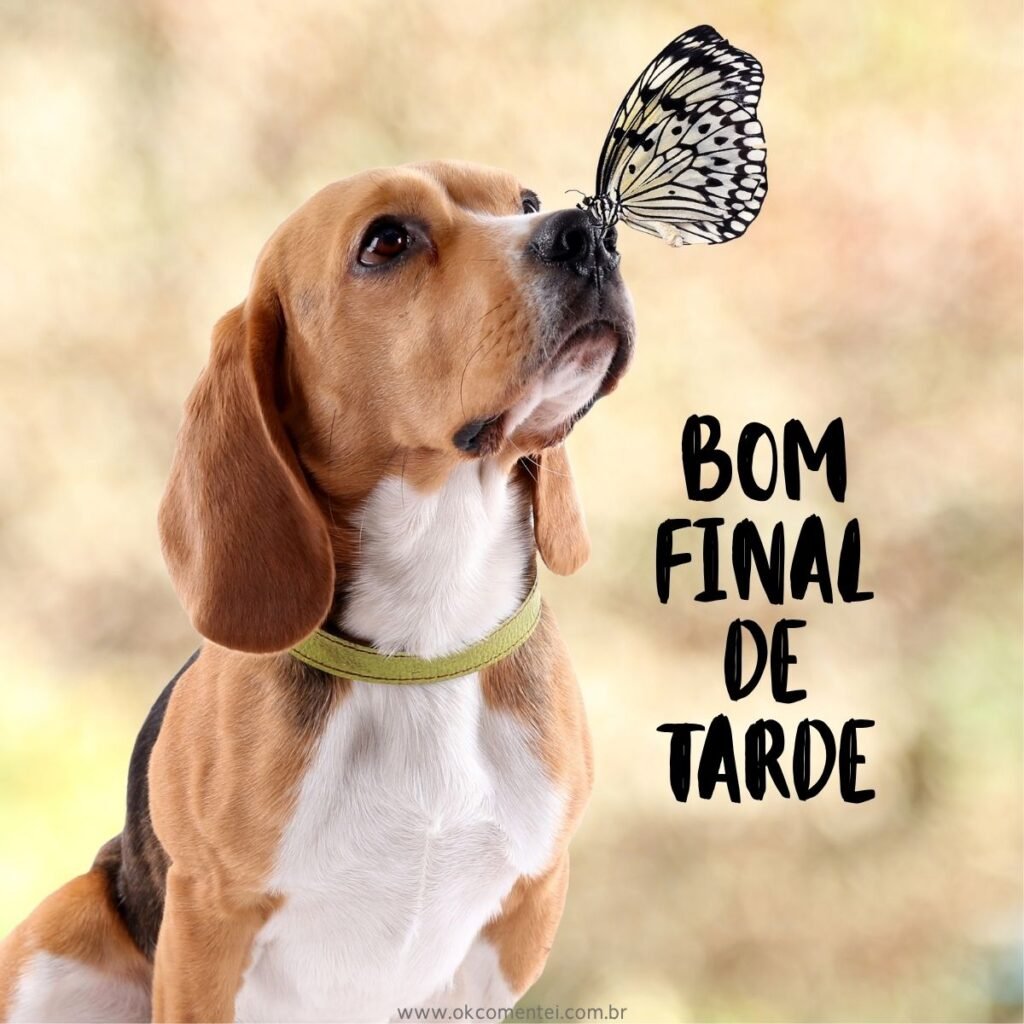 21 imagens de bom final de tarde para compartilhar no WhatsApp bom-final-de-tarde