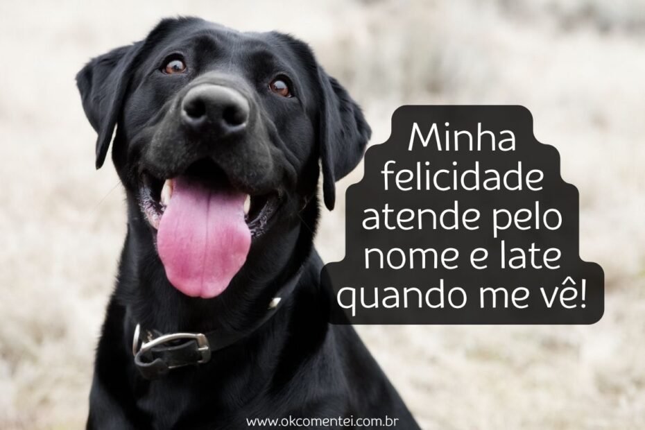 frases-de-cachorro-para-status
