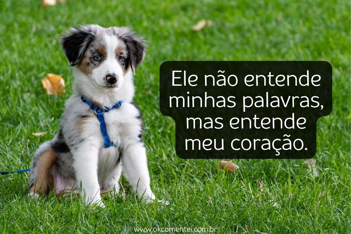 61 frases de cachorro para status que derretem o coração