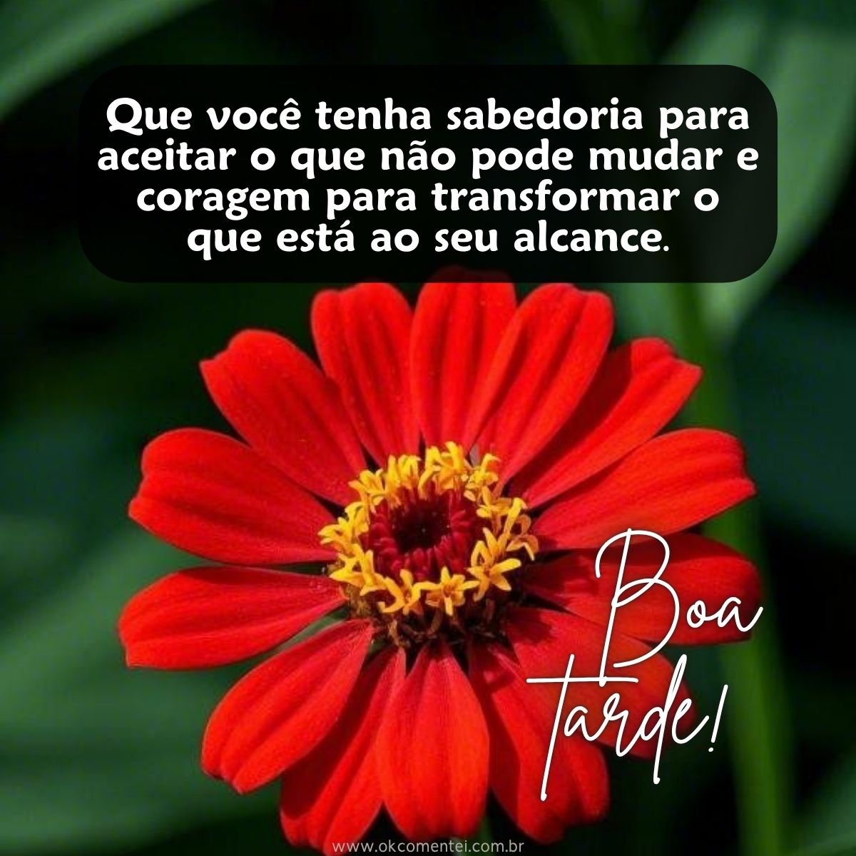 21 mensagens de boa tarde com flores para encantar o dia de alguém