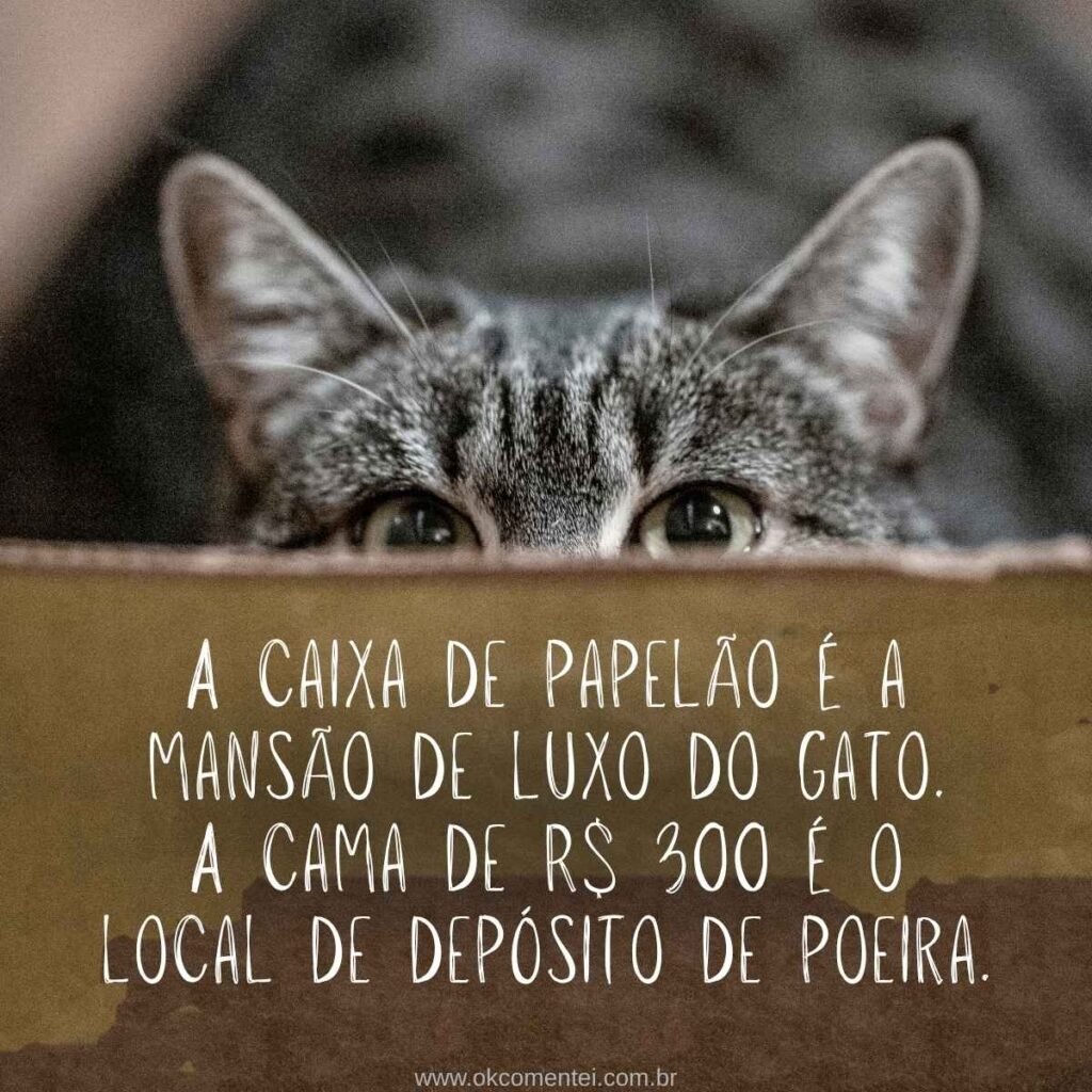 73 frases de gato para status com amor, fofura e um toque de mistério felino frases-de-gato-para-status