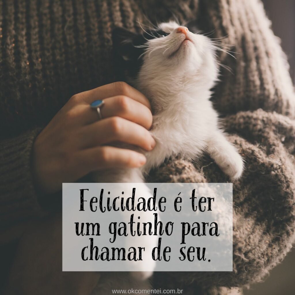 73 frases de gato para status com amor, fofura e um toque de mistério felino frases-de-gato-para-status