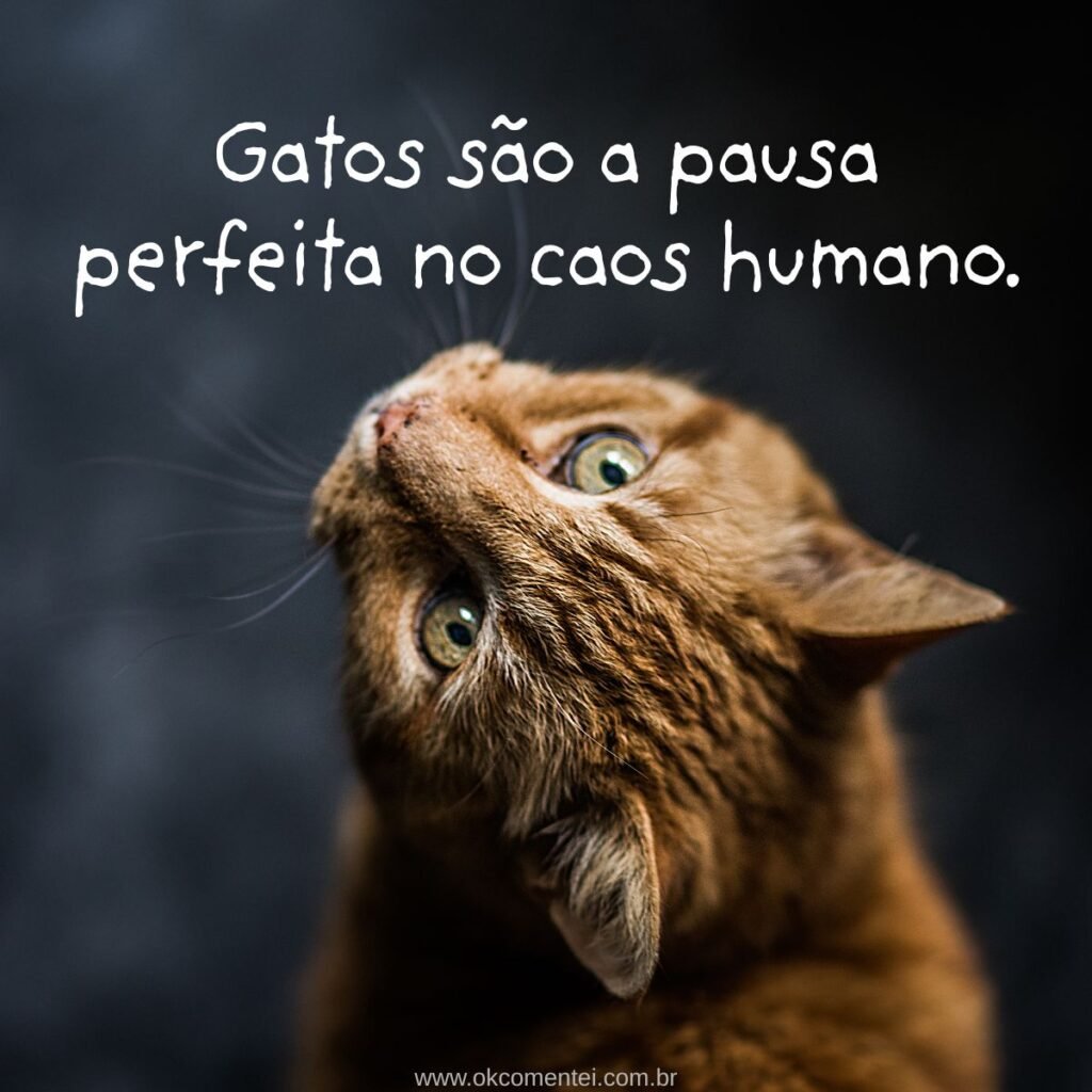 73 frases de gato para status com amor, fofura e um toque de mistério felino frases-de-gato-para-status