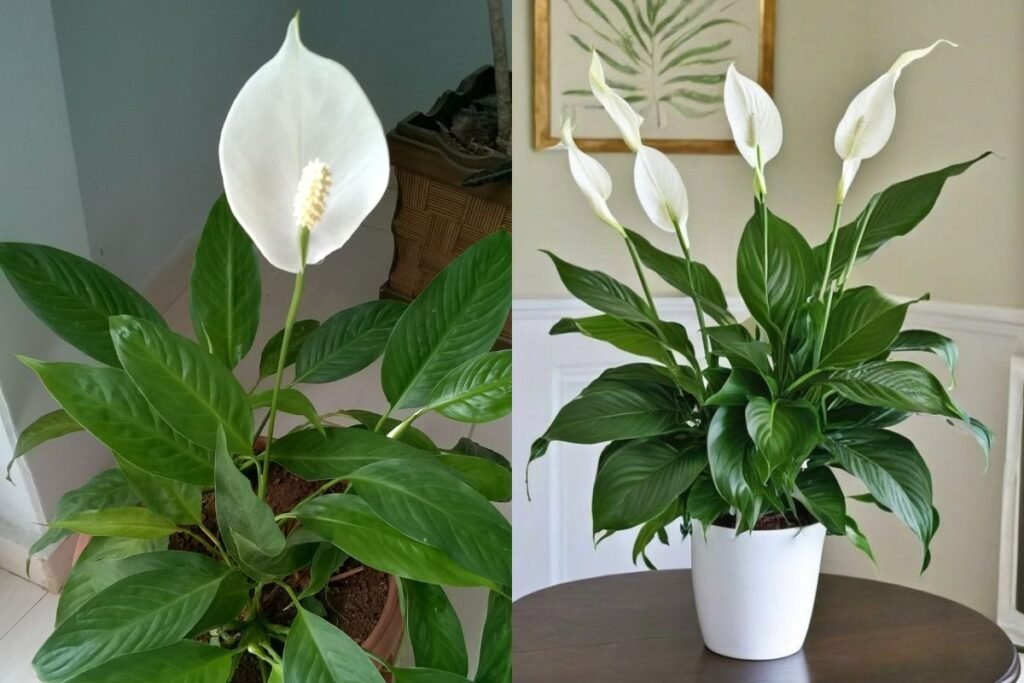 5 plantas que purificam o ar e reduzem o estresse no home office lírio-da-paz