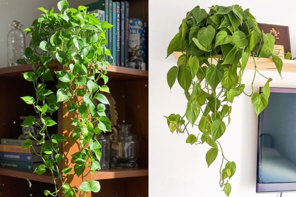 5 plantas que purificam o ar e reduzem o estresse no home office planta-jibóia