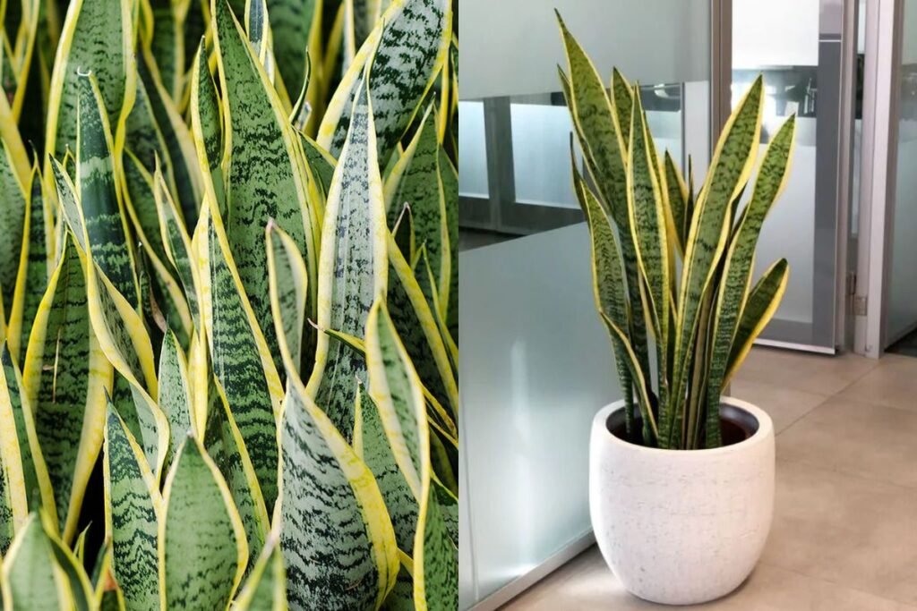 5 plantas que purificam o ar e reduzem o estresse no home office espada-de-são-jorge