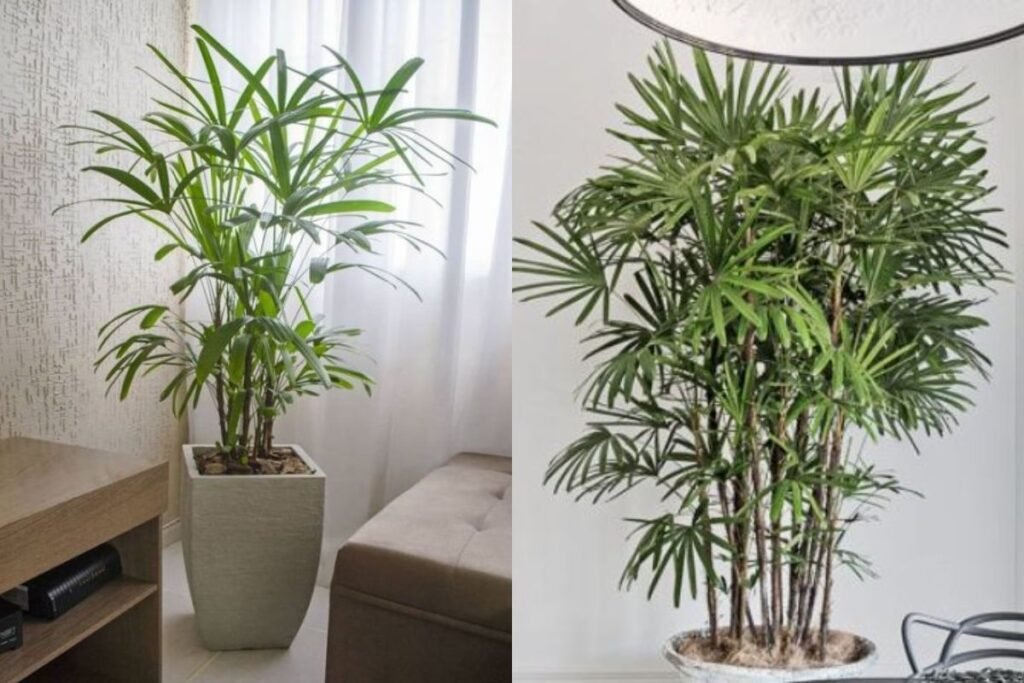 5 plantas que purificam o ar e reduzem o estresse no home office palmeira-dama