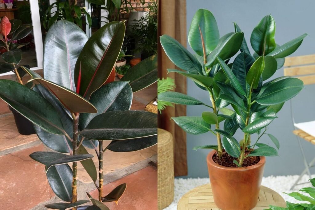 5 plantas que purificam o ar e reduzem o estresse no home office arvore-da-borracha